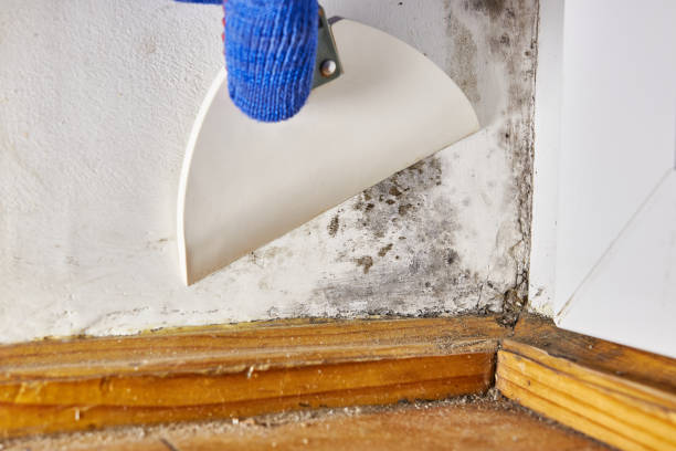 Best Residential Mold Inspection & Testing  in Pascagoula, MS